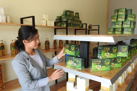 Hô Thi Kim Oanh et le thé au « ginseng du pauvre » de Ngoc Linh