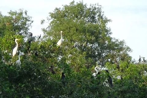 L’écotourisme au profit de la conservation des parcs des oiseaux à Ca Mau