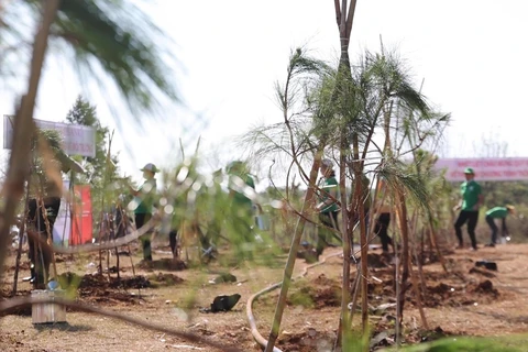 Programme de plantation d’arbres "Rêve des montagnes et forêts" pour un Vietnam vert