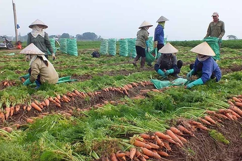 Reprise de la production agricole dans une commune à Hanoï 