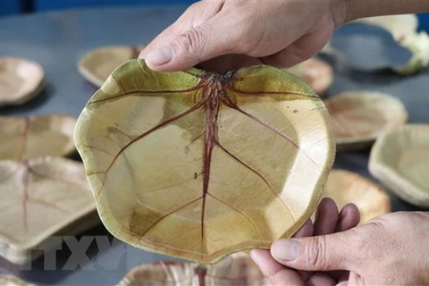 Assiettes écologiques à base de feuilles de raisinier bord de mer