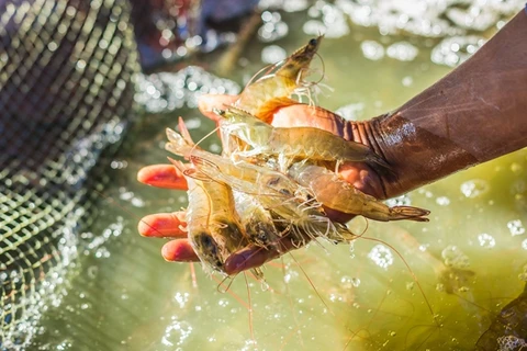 La crevette vietnamienne classée comme nourriture de luxe dans la région du Golfe 