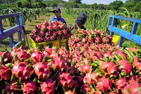 Plus de 44% du volume de fruits et légumes vietnamiens exportés vers la Chine 