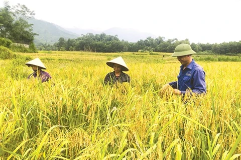 Phu Tho promeut la restructuration agricole et l’édification de la Nouvelle Ruralité