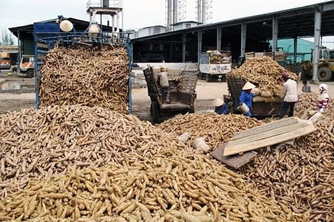 La sécheresse affecte la production de manioc en Thaïlande