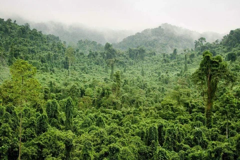 Près de 270.000 hectares de forêts au Vietnam ont obtenu des certificats internationaux