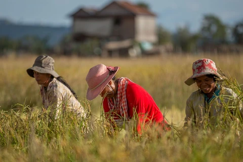 Le Cambodge soutient le secteur agricole et prépare l'établissement d'une économie numérique