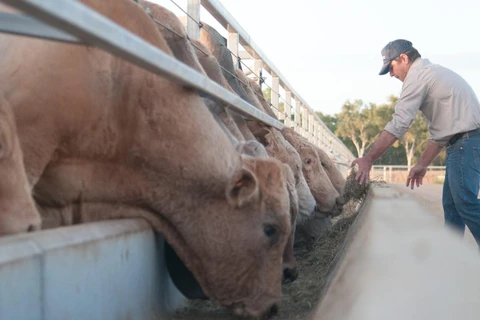 Le premier lot de vaches importées d’Australie de Hoa Phat est en route pour le Vietnam