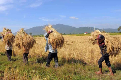 Le Cambodge exporte près d'un million de tonnes de paddy vers le Vietnam en cinq mois