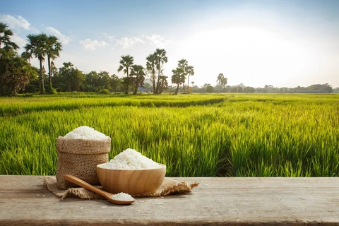 Les exportations de riz du Cambodge devraient atteindre 800.000 tonnes en 2020