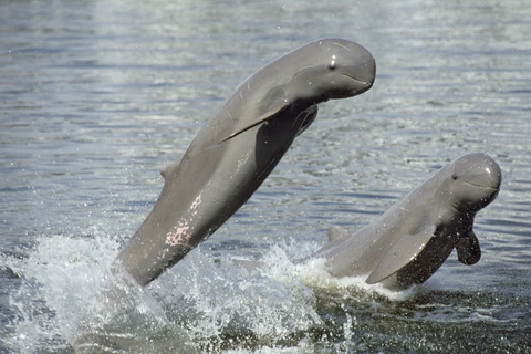 Le Cambodge choisit 4 zones à dauphins de l'Irrawaddy en vue d'un classement par l'UNESCO