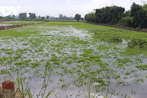 Ca Mau: de nombreux hectares de riz et de légumes endommagés par de fortes pluies prolongées