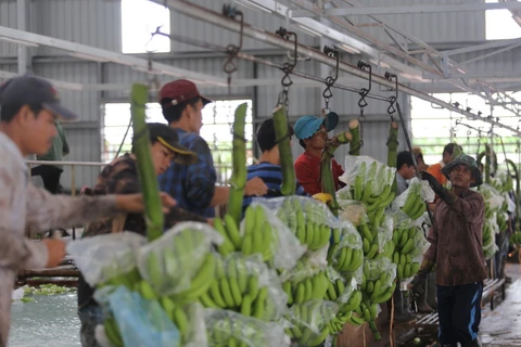 Des projets agricoles au Cambodge soutiennent le changement d'emploi des Vietnamiens