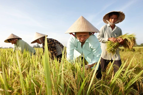 Opportunités de renforcer les exportations nationales de riz vers l'Australie