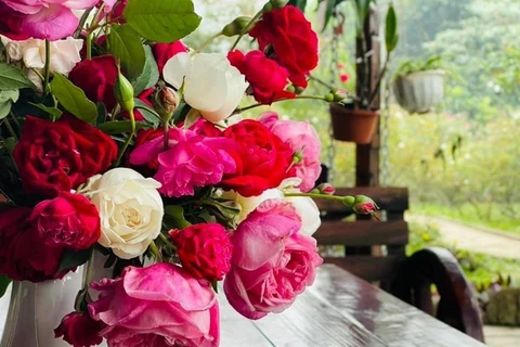Découvrir un jardin de roses anciennes du Vietnam honoré par le monde