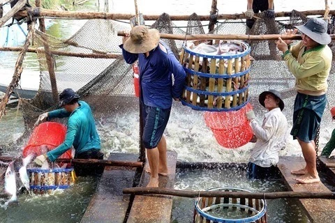 Belles perspectives pour le pangasius du Vietnam