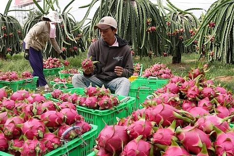 Les exportations nationales de fruits et légumes ont doublé en janvier