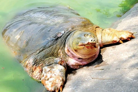 Le groupe Danko soutient un projet de conservation des tortues Hoan Kiem