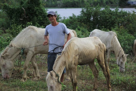 Une ferme de chevaux blancs sur les hauts plateaux du Centre