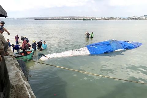 Binh Thuan : Enterrement d'une baleine de plus de 4 tonnes