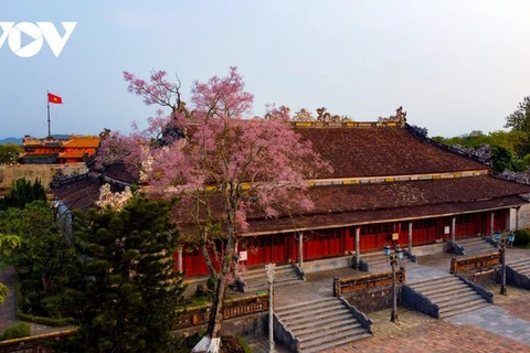 Des Parasols chinois en fleur dans la cité impériale de Huê