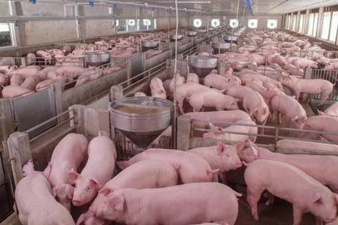 La Russie, premier fournisseur de porc au Vietnam