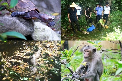 Quang Ninh: À la découverte de la faune de l'île de Ba Mùn