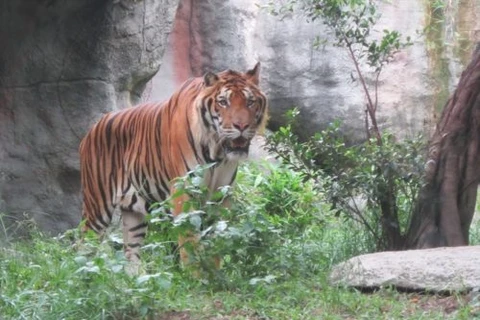Solutions pour contrôler le trafic et conservation des tigres sauvages au Vietnam