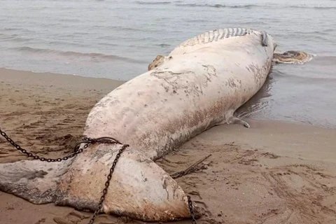 Une baleine de près de 10 tonnes échouée sur la côte de Thanh Hoa (Centre)