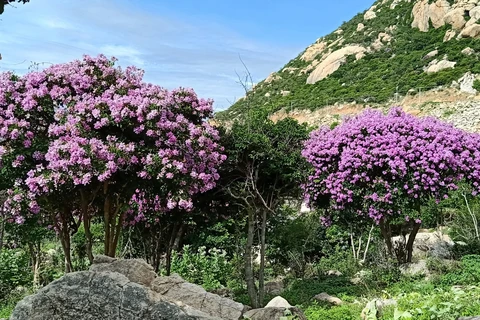 La route côtière de Ninh Thuan brille de fleurs de myrte de crêpe violet