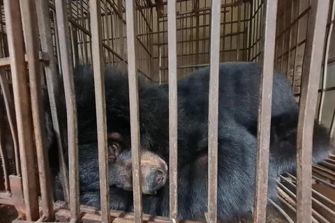 Sensibilisation du public à la lutte contre l'élevage des ours à bile à Hanoï