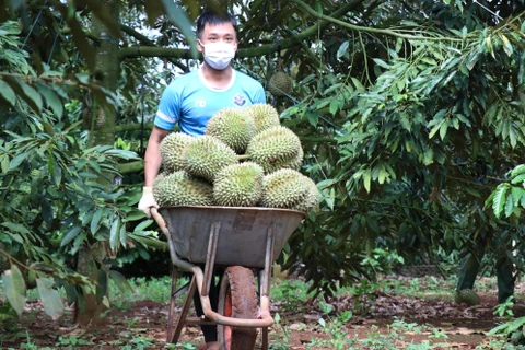 Bientôt la première édition du Festival du durian de Krong Pak