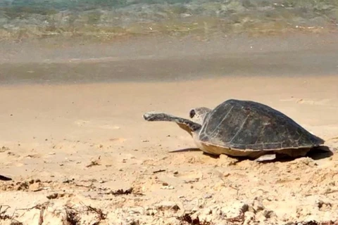 À Quang Tri, une tortue olivâtre est relâchée à la mer