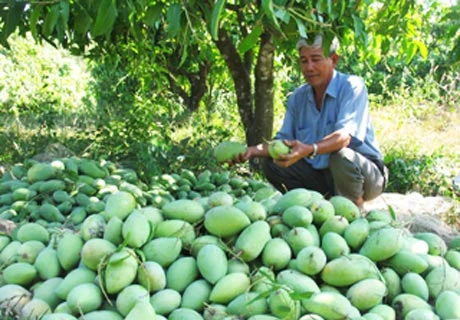 Une société de Dong Thap a exporté 22 tonnes de mangues au Moyen-Orient 