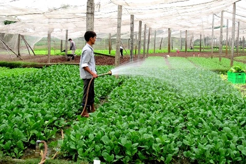 Le revenu des agriculteurs vietnamiens sera multiplié par 1,5 d’ici 2030