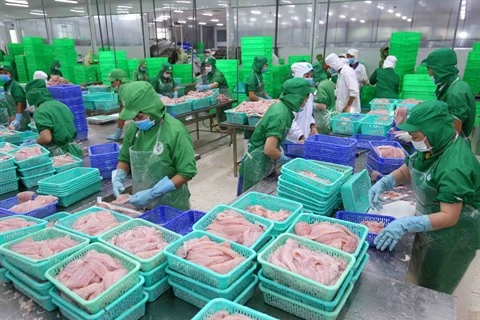 Améliorer de l’élevage des pangasius à exporter