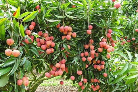 La fête des litchis de Thanh Hà s'ouvre à Hai Duong