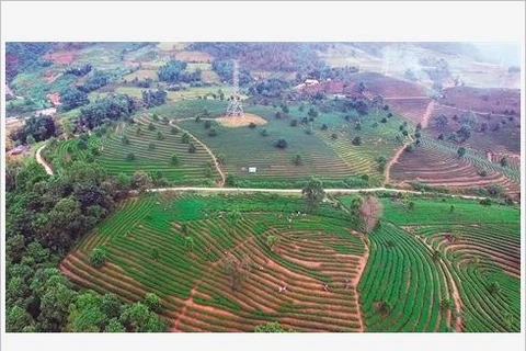 Le thé de Tam Duong, "l’or vert" de Lai Châu