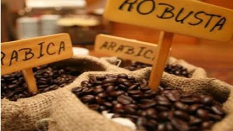 Le Robusta reprend des forces