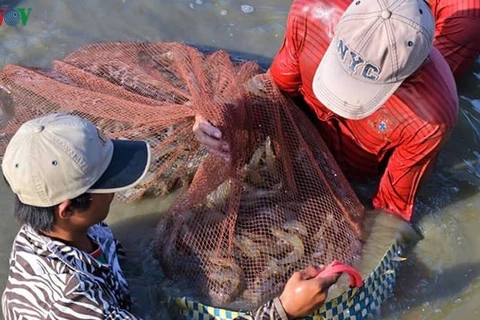 Crevettes : le delta du Mékong veut exporter plus