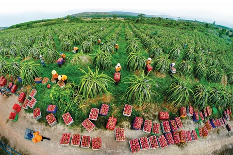 Bientôt le festival du fruit du dragon à chair rouge du Vietnam en Australie