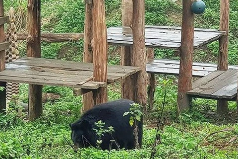 Ninh Binh: un refuge d'ours attrayant pour les touristes étrangers