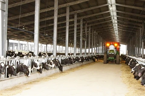 Le groupe vietnamien TH achète trois fermes d’élevage de bétail en Australie