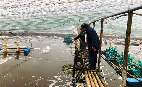 Ninh Binh: Des élevages de crevettes se modernisent grâce à une aide belge