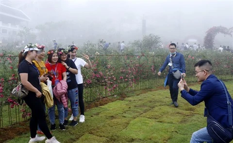 Sa Pa détient le record de la plus grande vallée de roses au Vietnam