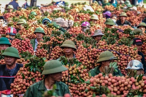 La Chine devrait augmenter ses importations de litchi vietnamien