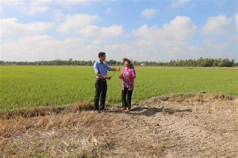 La sécheresse et l'intrusion d'eau salée causent de grosses pertes à Tra Vinh