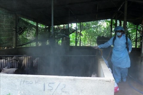 Des foyers épidémiques de peste porcine africaine découvertes à Hung Yen et Thai Binh