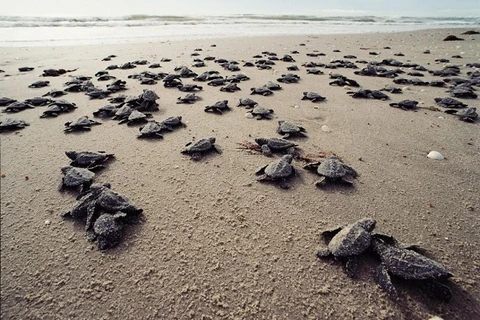 Con Dao – un endroit sûr pour les tortues marines