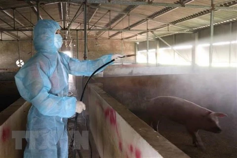 Peste porcine africaine : Hanoï a abattu plus 20% de son cheptel